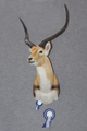 kobus